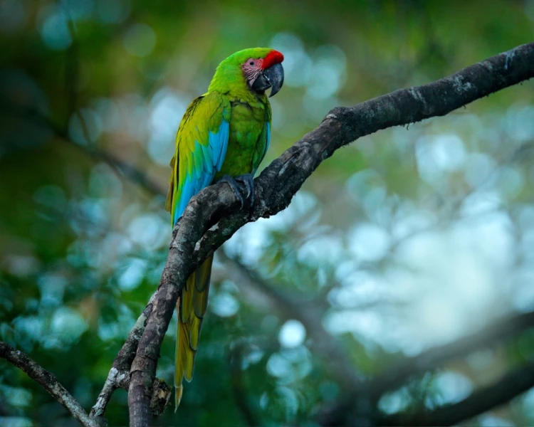 Guacamayo Verde - Bioexplora