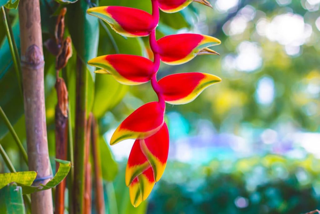 Heliconia - Bioexplora